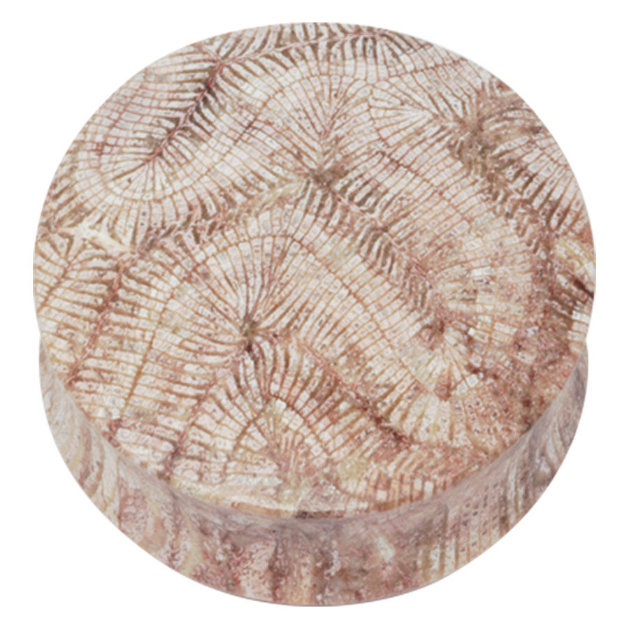 Brain Coral Plug